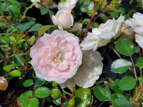 Rosa "Sea Foam" - (Bodendeckerrose "Sea Foam"),